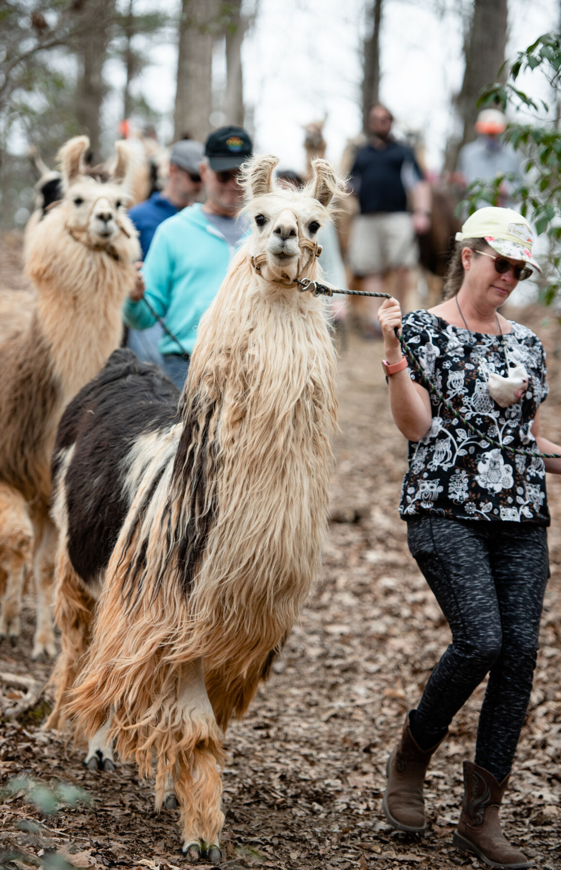 Divine Llama Vineyards